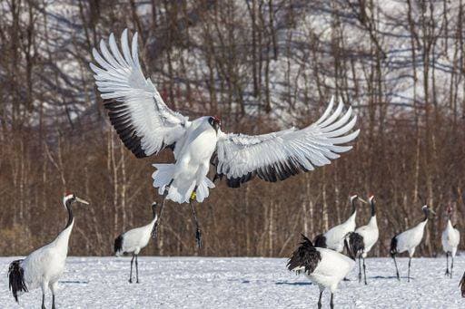 RECORD DATE NOT STATED A red-crowned crane flying over a snowy field *** einer Roter gekrönt Kran fliegend trueber einer Verschneite Feld 6517561