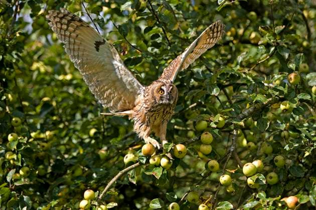  Waldohreule (asio otus), stehend auf Apfelbaum, abhebend, im Flug, Normandie *** Long-eared Owl Asio Otus , standing at Apple tree, taking off, at Flight, Normandy Copyright: imageBROKER/G.xLacz ibllag08220375.jpg