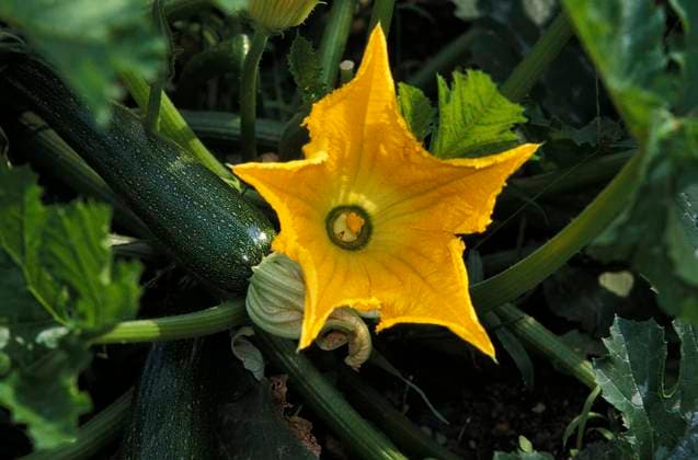 IMAGO Creative, Food, Zucchiniblüten Lange Zucchini oder lange Gartenkürbis (cucurbita pepo), mit Blüte *** Lange Zucchini Or Lange Garden pumpkin Cucurbita Pepo , with Flower Copyright: imageBROKER G.xLacz ibllag08223409.jpg
