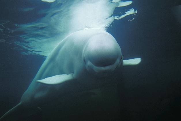 Belugawal (Delphinapterus leucas) oder Weißwal, erwachsen, Unterwasseransicht *** Belugawal Delphinapterus leucas Or White whale, adult, Underwater view Copyright: imageBROKER G.xLacz ibllag08229800.jpg