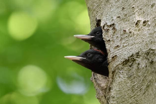 zwei Jungspunde... Schwarzspecht ( Dryocopus martius ), junge Schwarzspechte schauen aus der Bruthöhle *** Black Woodpecker Schwarzspecht ( Dryocopus martius ) young birds in nest hole, male and female together, watching out of nest hole, looks funny, wildlife, Europe.