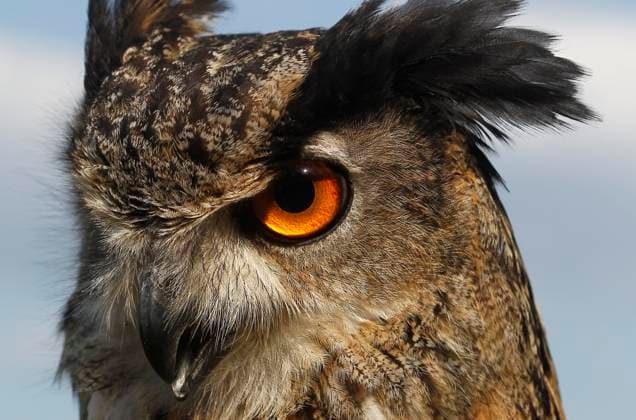 Europäischer Uhu (asio otus), Porträt eines Erwachsenen *** European Uhu Asio Otus , Portrait one Adults Copyright: imageBROKER/G.xLacz ibllag08253055.jpg