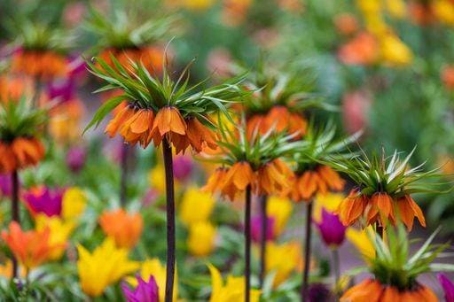 RECORD DATE NOT STATED A closeup of beautiful vibrant crown imperial flowers in a garden *** einer closeupe des Schönes lebhaft Krone kaiserlichen Blumen ÊIn einer Garten 6654305