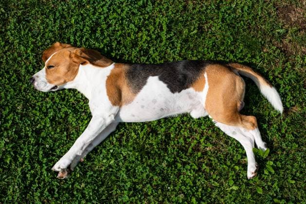 Beagle dog resting in garden in the sun on a grass Beagle dog resting in garden in the sun on a grass background Copyright: xZoonar.com PrzemyslawxIciakx 14287635