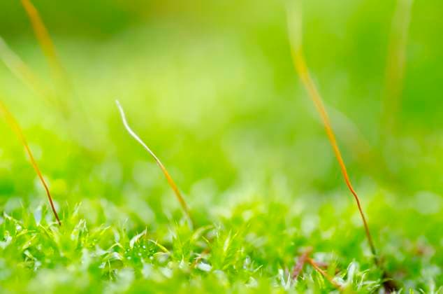 IMAGO Creative, Jahreszeit Frühling, Licht und Sonne fresh moss in green nature or in garden Copyright: xPeerasithxChaisanitx xDesignxPicsx , 31192574 Copyright: PeerasithxChaisanitx xDesignxPics 31192574