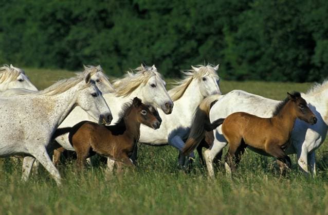 Camargue-Pferde, Herde auf der Wiese *** Camargue Horses, Herd at the Meadow Copyright: imageBROKER G.xLacz ibllag08220525.jpg