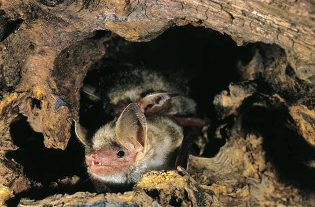 Großes Mausohr (myotis myotis), adult stehend auf Lager *** Big Mouse-Clock Myotis Myotis , Adult standing at Stock Copyright: imageBROKER G.xLacz ibllag08222100.jpg