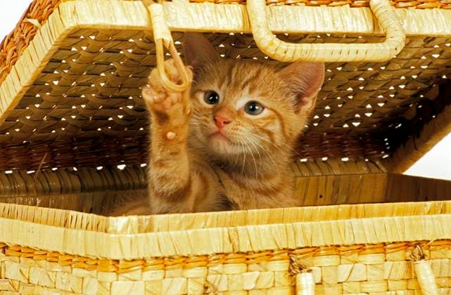 Rot gestromte Hauskatze, Kätzchen spielt im Korb *** Red Gestromte Domestic cat, Kittens plays at Basket Copyright: imageBROKER G.xLacz ibllag08235893.jpg