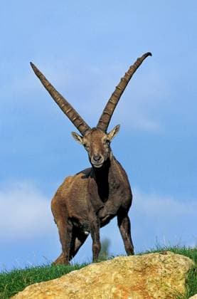  BOUQUETIN DES Alpensteinbock (capra ibex), MÄNNLICH, VANOISE-PARK IN Frankreich *** Bouquetin of Alpine ibex Capra IBEX , MALE, Vanoise Park in France Copyright: imageBROKER/G.xLacz ibllag08237512.jpg