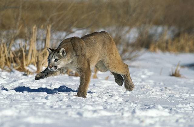  Puma (puma concolor), ERWACHSENER LÄUFT DURCH DEN SCHNEE, MONTANA *** Puma Puma concolor , Adult running through the SNOW, Montana Copyright: imageBROKER/G.xLacz ibllag08239989.jpg