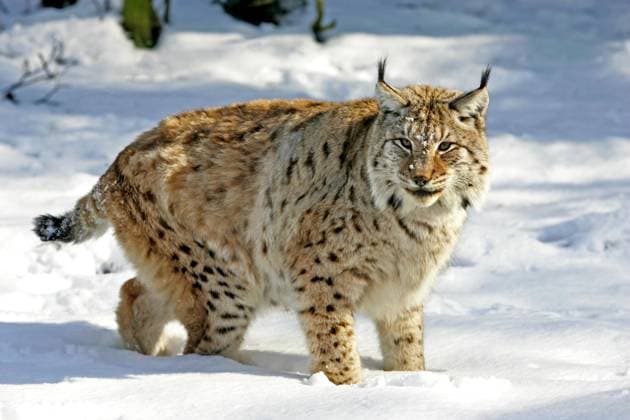  Europäischer Rotluchs (felis lynx), adult stehend auf Schnee *** European Bobcat Felis Lynx , Adult standing at Snow Copyright: imageBROKER/G.xLacz ibllag08244820.jpg