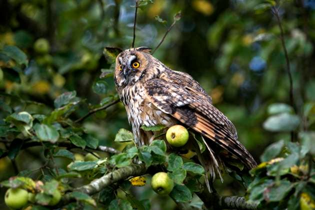  Waldohreule (asio otus), adult auf Apfelbaumzweig stehend, NORMANDY *** Long-eared Owl Asio Otus , Adult at Apple tree branch standing, Normandy Copyright: imageBROKER/G.xLacz ibllag08248454.jpg