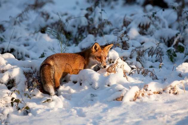  Rotfuchs (vulpes vulpes), adult stehend auf Schnee, Normandie *** Rotfuchs Vulpes Vulpes , Adult standing at Snow, Normandy Copyright: imageBROKER/G.xLacz ibllag08252355.jpg