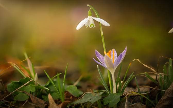 Frühlingsgefühle Der Frühling ist eine einzigartige Jahreszeit. Die ersten warmen Sonnenstrahlen des Jahres lösen allmählich die kalten tristen Tage ab und Farbe kehrt in die Natur zurück. Überall erstrahlen Frühlingsblüher in den schönsten Farben. Spring is a unique season. The first warm rays of sunshine of the year are gradually replacing the cold, dreary days and color is returning to nature. Everywhere spring flowers shine in the most beautiful colors. Copyright: xZoonar.com schattenspiel1x 19908142