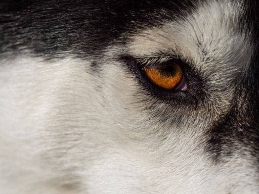 RECORD DATE NOT STATED A closeup of a brown eye of Siberian husky *** einer closeupe des einer braune Auge des Sibirische husky 6929627