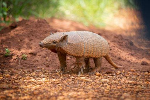 RECORD DATE NOT STATED A selective focus of a brown armadillo with blurred background *** einer selektive Fokus des einer braune Gürteltier mit unscharf Hintergrund 6996694