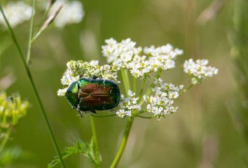 RECORD DATE NOT STATED A closeup shot of a Cetonia aurata beetle on common yarrow (Achillea millefolium) *** einer closeupe erschossen des einer Cetonia aurata Käferart am Gemeine Schafgarbe Scharfgarbe millefolium 7011116
