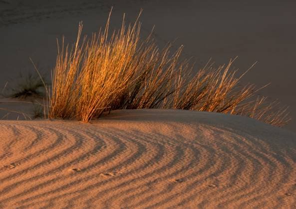IMAGO Creative, Jahreszeit Frühling, Licht und Sonne Desert grasses on textured sand dune in late afternoon light, South Africa Copyright: xNicoxSmitx xDesignxPicsx , 31238306 Copyright: asmaaxmuradx xDesignxPics 31238306