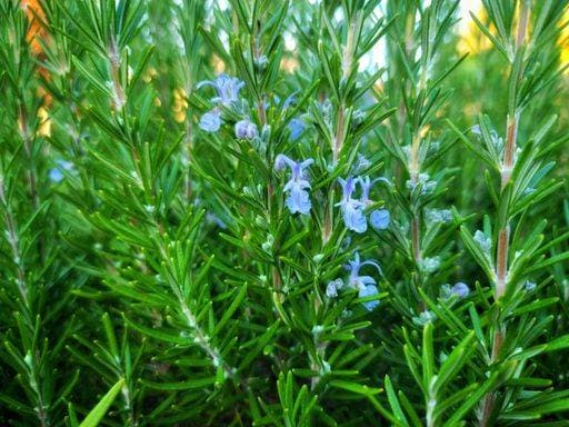 RECORD DATE NOT STATED A scenic view of blue rosemary plants in a garden in sunlight *** einer landschaftlich Ansicht des Blau Rosmarin Pflanzen ÊIn einer Garten ÊIn Sonnenlicht 7076168
