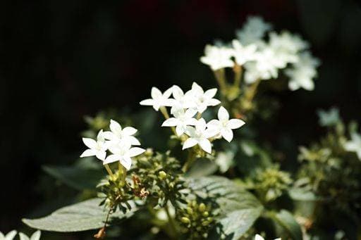 RECORD DATE NOT STATED A closeup of Pentas lanceolata, commonly known as Egyptian starcluster. *** einer closeupe des Pentas lanceolata, commonly bekannt als ägyptisch starcluster 7093443