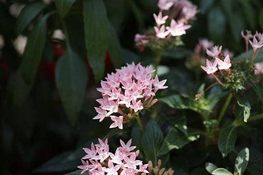 RECORD DATE NOT STATED A closeup of Pentas lanceolata, commonly known as Egyptian starcluster. *** einer closeupe des Pentas lanceolata, commonly bekannt als ägyptisch starcluster 7093444