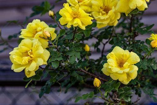 RECORD DATE NOT STATED A Closeup of yellow Moss-rose purslane flowers *** einer closeupe des Gelb Moos Hagebuttenschalen Portulak Blumen 7096480