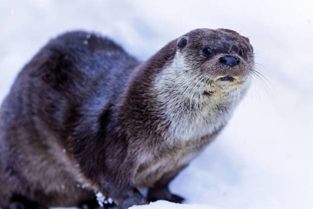 Fischotter (Lutra lutra) Fischotter (Lutra lutra) im Schnee im Tier-Freigelände im Nationalpark Bayerischer Wald in Bayern, Deutschland. Eurasian otter (Lutra lutra) in the snow in the Bavarian Forest National Park, Bavaria, Germany. Copyright: xZoonar.com DirkxRueterx 19962807