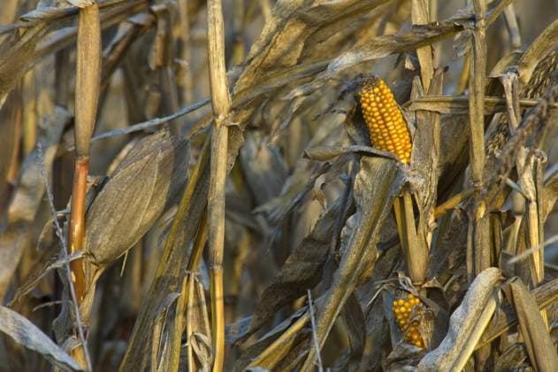 IMAGO Creative, Biodynamische Landwirtschaft mais in autumn Copyright: xjeffreyxvanxdaelex xDesignxPicsx , 31260487 Copyright: jeffreyxvanxdaelex xDesignxPics 31260487