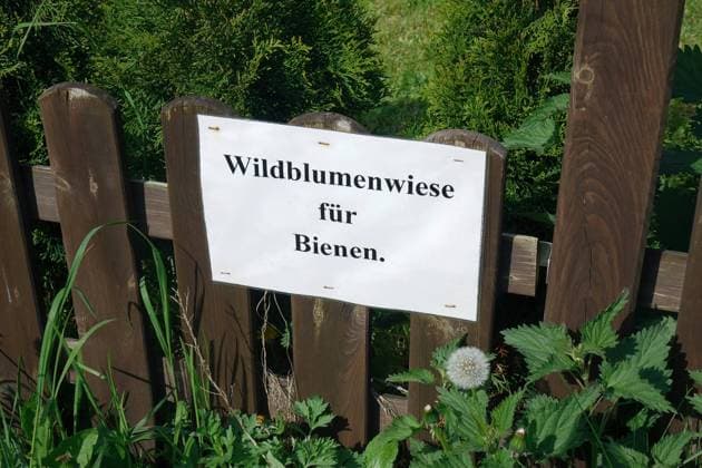 Gartenzaun und Wildblumenwiese Gartenzaun und Wildblumenwiese, 04.05.2023, Beelitz, Brandenburg, An einem Gartenzaun steht der Schriftzug Wildblumenwiese für Bienen. *** Garden fence and wildflower meadow Garden fence and wildflower meadow, 04 05 2023, Beelitz, Brandenburg, On a garden fence is the writing wildflower meadow for bees