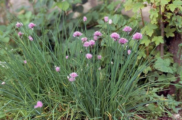  Blühender Schnittlauch (allium schoenoprasum) *** Blühender Chives Allium schoenoprasum Copyright: imageBROKER/G.xLacz ibllag08221367.jpg