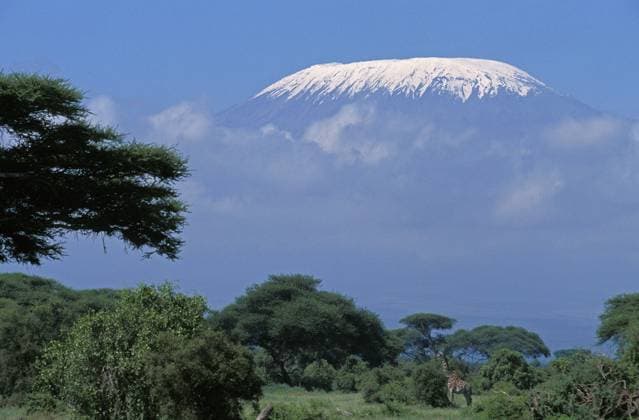 Creative Highlights World Masai-Giraffe (giraffa camelopardalis tippelskirchi) und Kilimandjaro, Tansania, Afrika *** Masai Giraffe Giraffa camelopardalis tippelskirchi and Kilimanjaro, Tanzania, Africa Copyright: imageBROKER/G.xLacz ibllag08221960.jpg