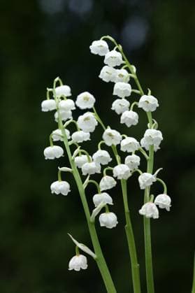  Maiglöckchen (Convallaria majalis) *** Lily of the valley Convallaria majalis Copyright: imageBROKER/G.xLacz ibllag08223313.jpg