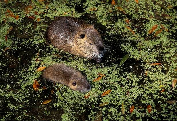 Creative Highlights World Nutria (myocastor coypus), Mutter mit Jungtier im Wasser stehend *** Nutria Myocastor coypus , Mother with Kitten at Water standing Copyright: imageBROKER/G.xLacz ibllag08225161.jpg