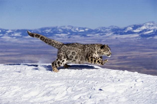  Schneeleopard oder Unze, uncia uncia, Erwachsener, der auf Schnee durch den Berg läuft *** Snow Leopard Or Ounce, Uncia uncia, Adult, the at Snow through the mountain running Copyright: imageBROKER/G.xLacz ibllag08226444.jpg