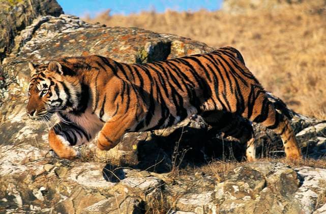 Bengalischer Tiger (panthera tigris tigris), adult springt vom Felsen *** Bengali Tiger Panthera Tigris Tigris , Adult jumps from Rocks Copyright: imageBROKER/G.xLacz ibllag08226668.jpg