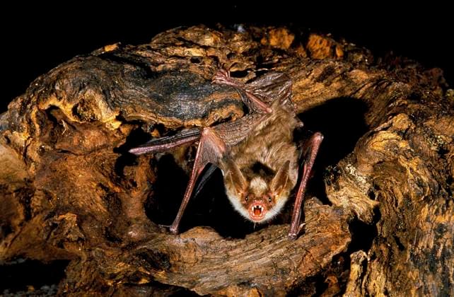 Großes Mausohr (myotis myotis), adult auf Baumstumpf stehend, mit offenem Maul, Verteidigungshaltung *** Big Mouse-Clock Myotis Myotis , Adult at Tree stump standing, with open Mouth, Defence Attitude Copyright: imageBROKER G.xLacz ibllag08227081.jpg