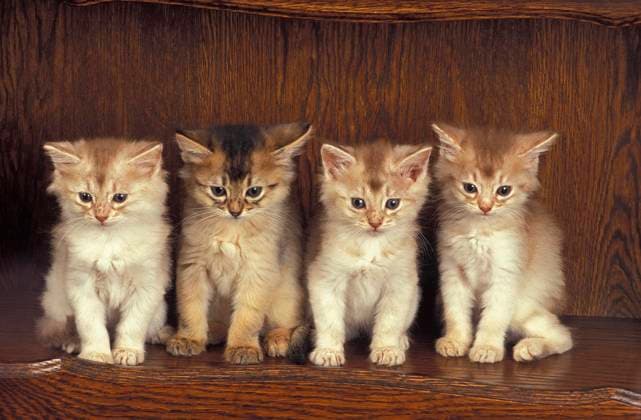Fawn Somali Hauskatze, Kitten Sitting *** Fawn Somali Domestic cat, Kitten Sitting Copyright: imageBROKER G.xLacz ibllag08227139.jpg