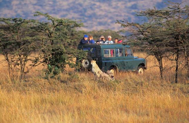  Touristen betrachten Gepard (acinonyx jubatus), Mutter und Jungtier, Fotosafari im Masai Mara Parc in Kenia *** Tourists view Cheetah Acinonyx jubatus , Mother and Young animal, Photo Safari at Masai Mara Parc in Kenya Copyright: imageBROKER/G.xLacz ibllag08227274.jpg