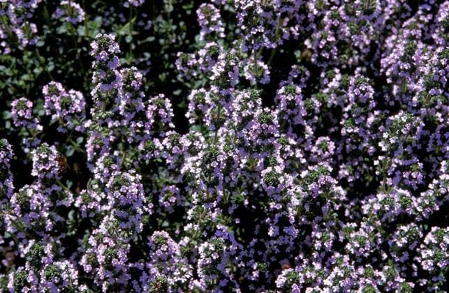  ZITRONE THYME Thymus citriodorus *** Lemon Thyme Thymus citriodorus Copyright: imageBROKER/G.xLacz ibllag08228072.jpg