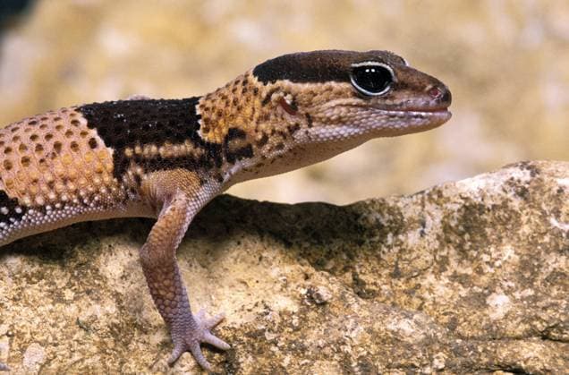  Gecko stehend auf Stein *** Gecko standing at Stone Copyright: imageBROKER/G.xLacz ibllag08238162.jpg