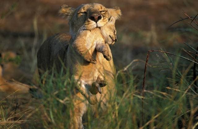  Afrikanischer Löwe (Panthera leo), Mutter mit Jungtier im Maul, Masai Mara in Kenia *** African Leo Panthera Leo , Mother with Kitten at Mouth, Masai Mara in Kenya Copyright: imageBROKER/G.xLacz ibllag08240514.jpg