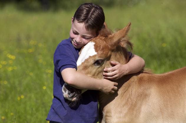 IMAGO Creative, Kinder auf dem Reiterhof Junge und Fohlen des Norman Cob Horse *** Boy and Foals of Norman Cob Horse Copyright: imageBROKER/G.xLacz ibllag08240931.jpg ,model released, Symbolfoto ,property released