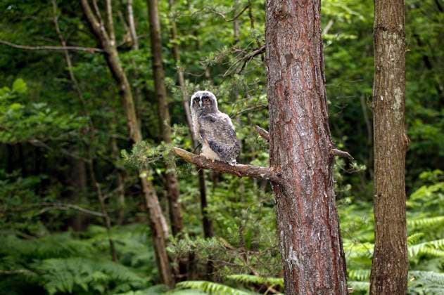  Waldohreule (asio otus), Jungtier, Normandie *** Long-eared Owl Asio Otus , Young animal, Normandy Copyright: imageBROKER/G.xLacz ibllag08241935.jpg