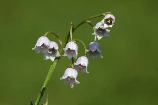  PUNKTE TALBLILIE (Convallaria majalis) *** Points TALBLILY Convallaria majalis Copyright: imageBROKER/G.xLacz ibllag08241970.jpg
