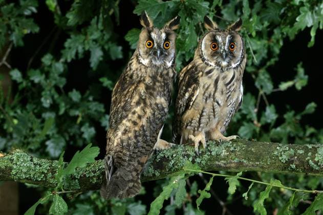  Waldohreule (asio otus), adult in Eiche stehend, Normandie *** Long-eared Owl Asio Otus , Adult in Oak standing, Normandy Copyright: imageBROKER/G.xLacz ibllag08242408.jpg