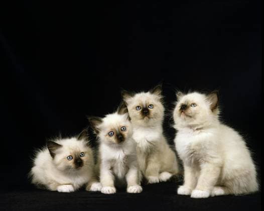 Birmanische Hauskatze, Kätzchen vor schwarzem Hintergrund *** Burmese Domestic cat, Kittens before black Background Copyright: imageBROKER G.xLacz ibllag08242864.jpg