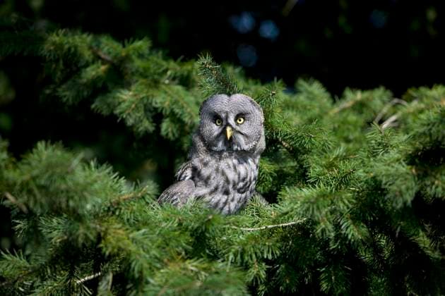  Steinkauz (strix nebulosa), adult im Baum stehend *** Little owl Strix nebulosa , Adult at Tree standing Copyright: imageBROKER/G.xLacz ibllag08250115.jpg