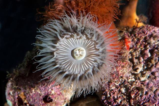Creative Highlights World Sandanemone, aulactinia reynaudi, Südafrika *** Sand anemone, aulactinia reynaudi, South Africa Copyright: imageBROKER/G.xLacz ibllag08251664.jpg