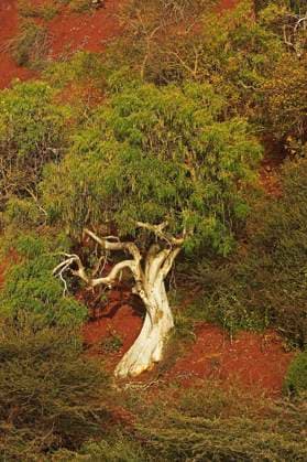 Creative Highlights World Baum auf der Kokwa-Insel im Baringo-See, Kenia, Afrika *** Tree at the Kokwa Island at Baringo Lake, Kenya, Africa Copyright: imageBROKER/G.xLacz ibllag08253217.jpg