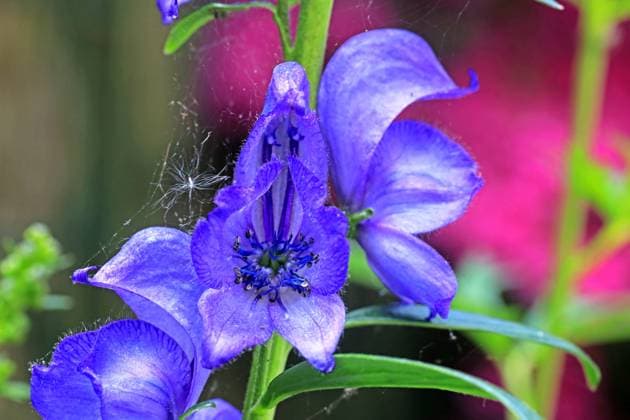 Hochgiftige Pflanzen in der Natur und Gärten Die Blüte vom Blauen Eisenhut, der als die giftigste Pflanzenart Europas gilt und durch das Gift Aconitin in kürzester Zeit selbst bei minimaler Dosis einen qualvollen Tod bringen kann. Alle Pflanzenteile sind giftig und können auch durch die Haut in den Körper eindringen. Daher sind Handschuhe bei Kontakt zwingend erforderlich. *** Highly toxic plants in nature and gardens The blossom of aconite, which is considered the most poisonous plant species in Europe and can bring an agonizing death in a very short time even with a minimal dose due to the poison aconitine All parts of the plant are poisonous and can also penetrate the body through the skin Therefore, gloves are mandatory in case